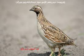 پاورپوینت فارسی سوم ابتدایی بلدرچین و برزگر (ppt) 7 اسلاید