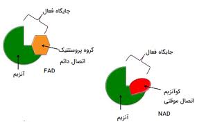 اسلاید آموزشی با عنوان ویتامین ها و کوآنزیم ها