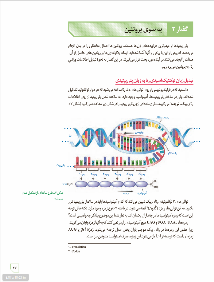دانلود زیست شناسی 3 - پایۀ دوازدهم - دورۀ دوم متوسطه: فصل 2- جریان اطلاعات در یاخته : به سوی پروتئین